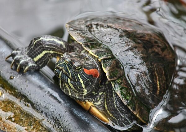 Etkili Slider Kullanımı İçin İpuçları