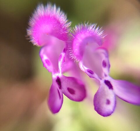 Kendi Web Sitenizi Tasarlamak İçin Adımlar