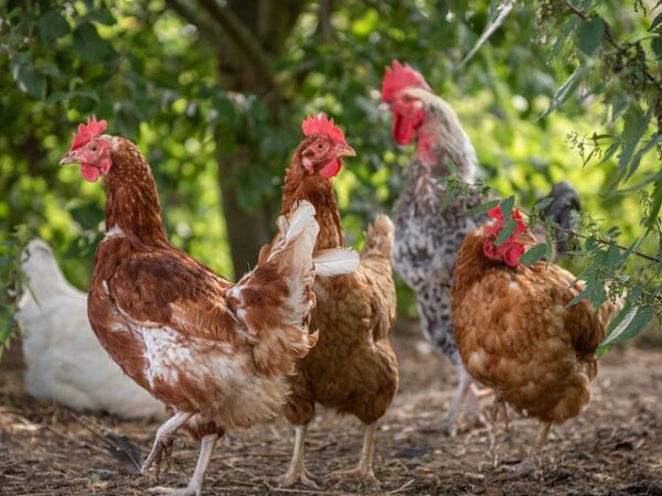 SEO Uyumlu Hosting Nasıl Seçilir?