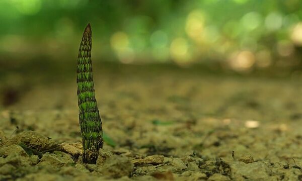 Uzun Kuyruk (Long Tail) Anahtar Kelimelerin Önemi