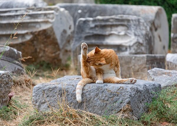 Yerel İşletmeler İçin Google My Business Kullanımı